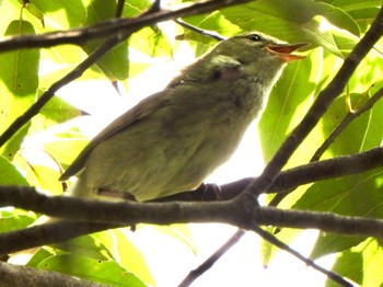 Japanese Bush Warbler 芝川第一調節池(芝川貯水池) Sat, 4/20/2024