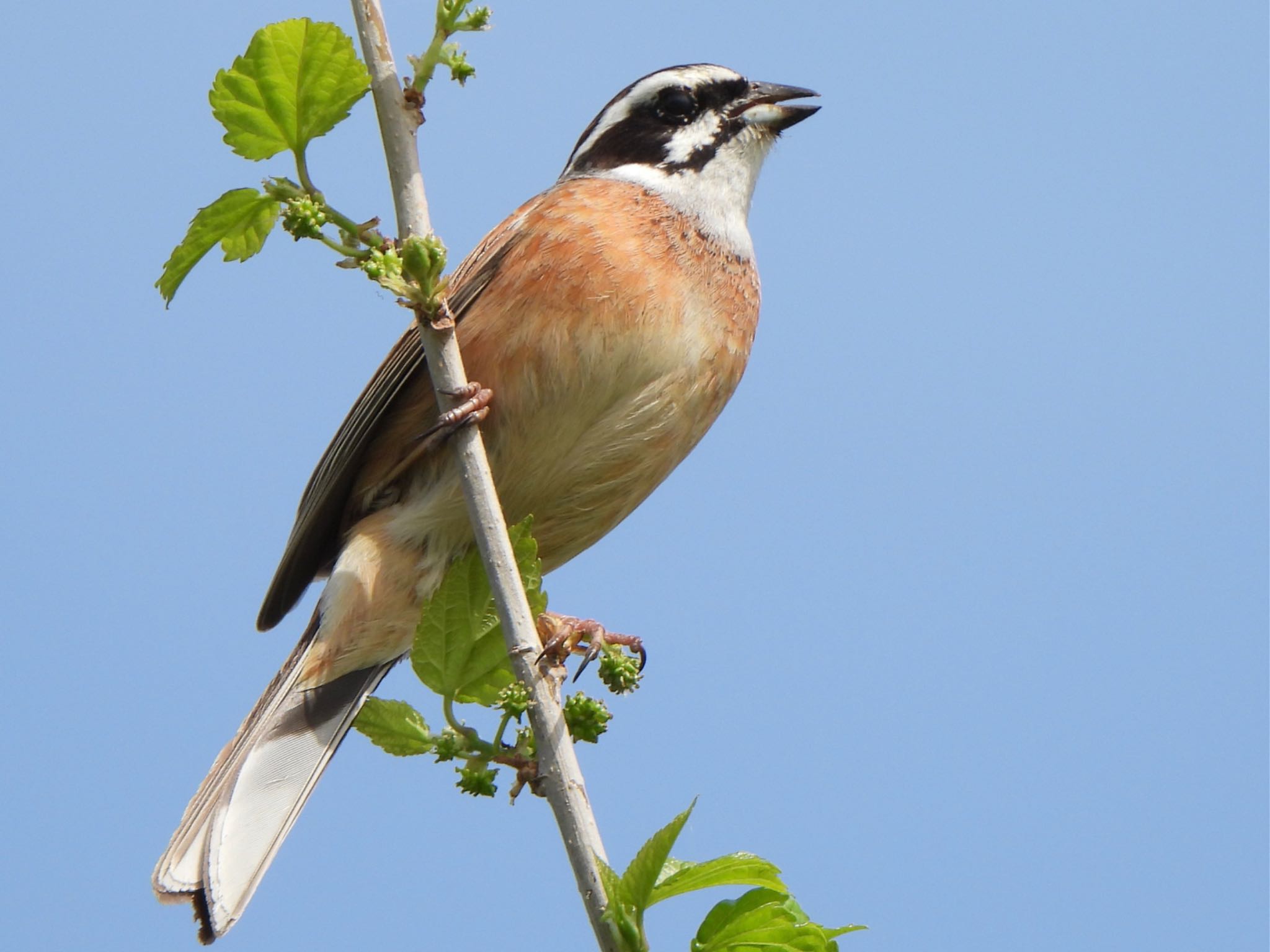 Photo of Meadow Bunting at 芝川第一調節池(芝川貯水池) by ツピ太郎