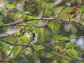 Japanese Tit 引地川親水公園 Sat, 4/20/2024