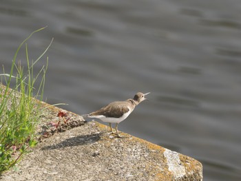 Common Sandpiper 引地川親水公園 Sat, 4/20/2024