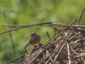 Meadow Bunting 引地川親水公園 Sat, 4/20/2024