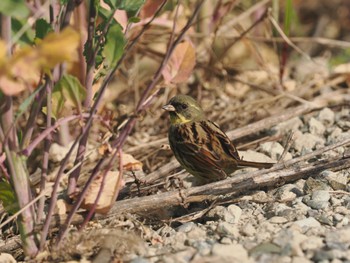 Masked Bunting 引地川親水公園 Sat, 4/20/2024