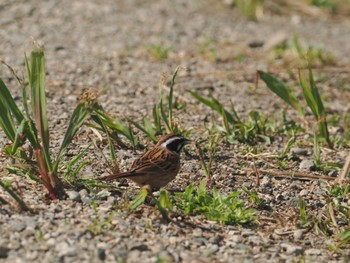 Meadow Bunting 引地川親水公園 Sat, 4/20/2024