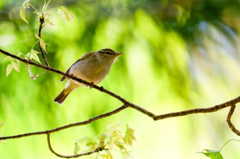 Eastern Crowned Warbler Miyagi Kenminnomori Sat, 4/20/2024