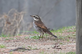 Dusky Thrush 夙川河川敷緑地(夙川公園) Sun, 3/17/2024