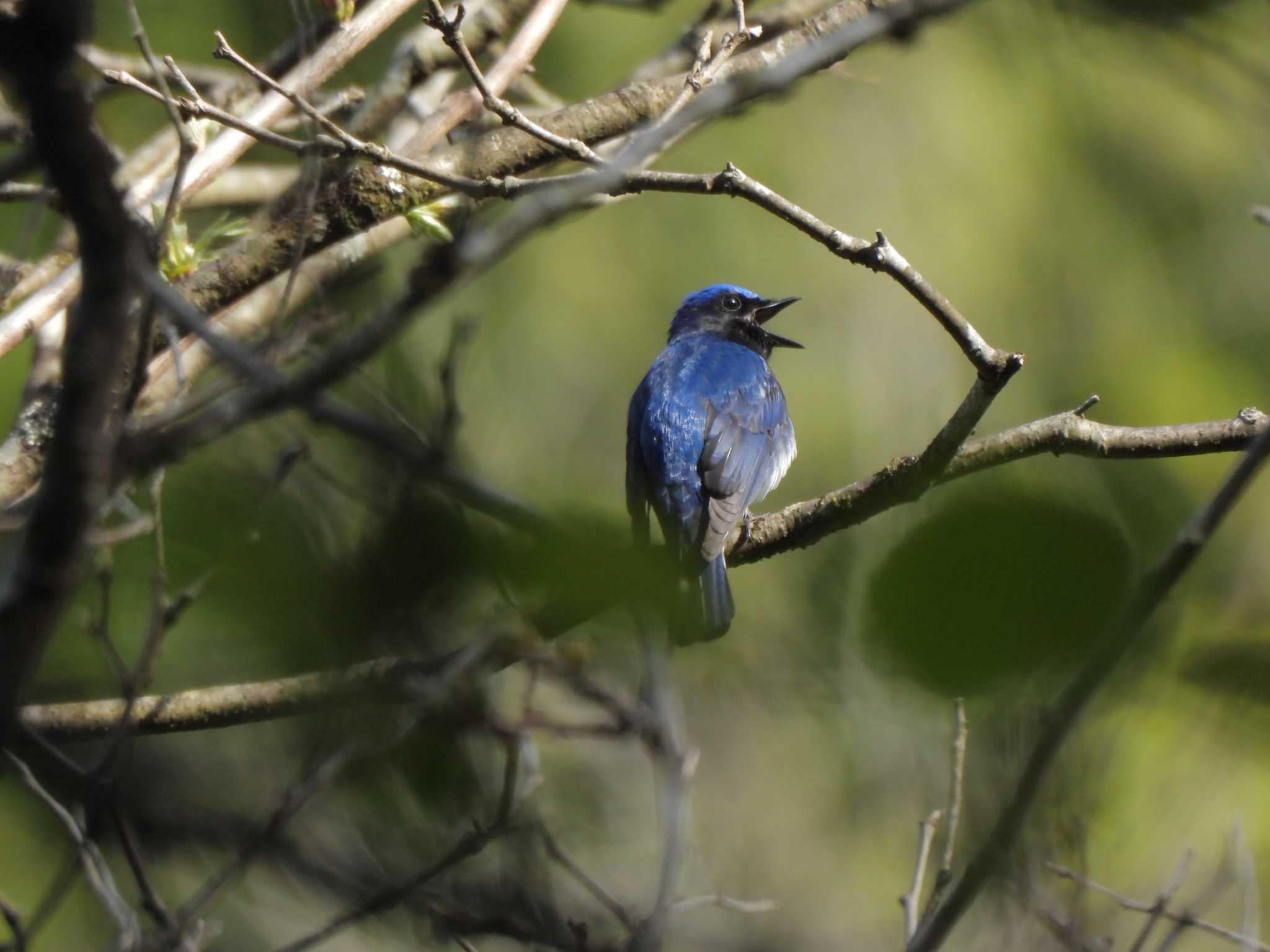 Blue-and-white Flycatcher