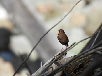 2024年4月20日(土) 早戸川林道の野鳥観察記録