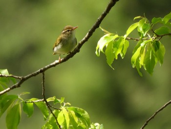 Eastern Crowned Warbler Hayatogawa Forest Road Sat, 4/20/2024