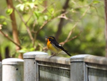 キビタキ 早戸川林道 2024年4月20日(土)