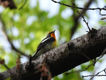 Narcissus Flycatcher Osaka castle park Sat, 4/20/2024