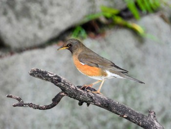 Brown-headed Thrush Osaka castle park Sat, 4/20/2024