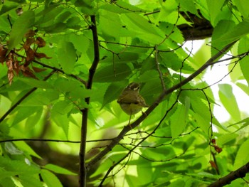 Sakhalin Leaf Warbler Osaka castle park Sat, 4/20/2024