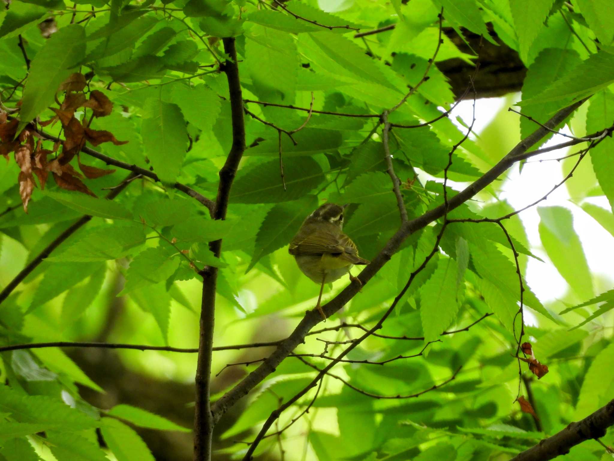 Photo of Sakhalin Leaf Warbler at Osaka castle park by samasama3