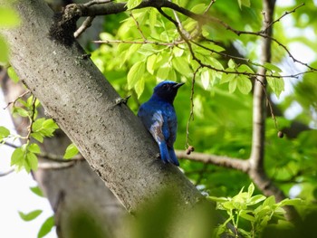 Blue-and-white Flycatcher Osaka castle park Sat, 4/20/2024