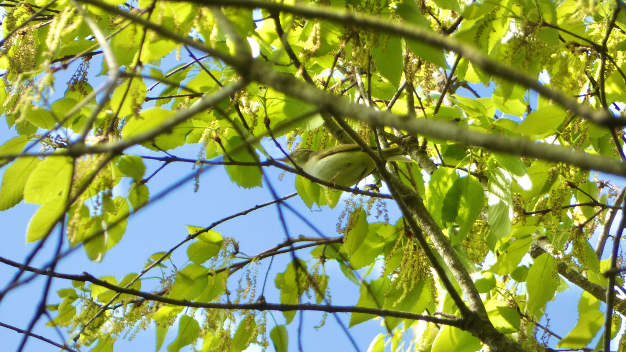 Eastern Crowned Warbler