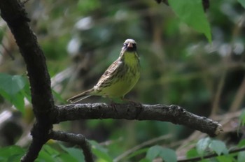 Masked Bunting Akigase Park Sat, 4/20/2024