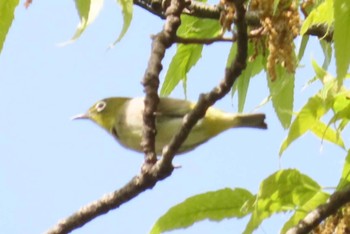 Warbling White-eye Akigase Park Sat, 4/20/2024