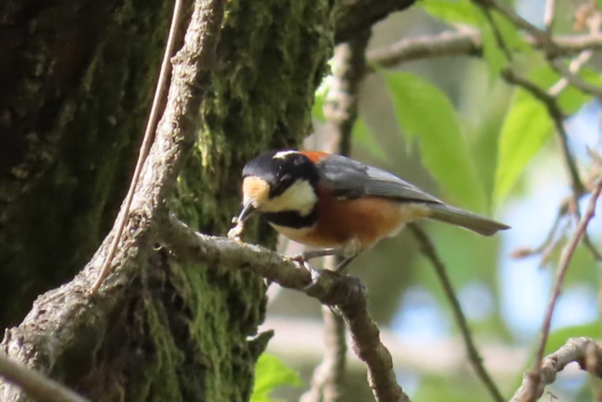 Photo of Varied Tit at Akigase Park by ほおじろうず