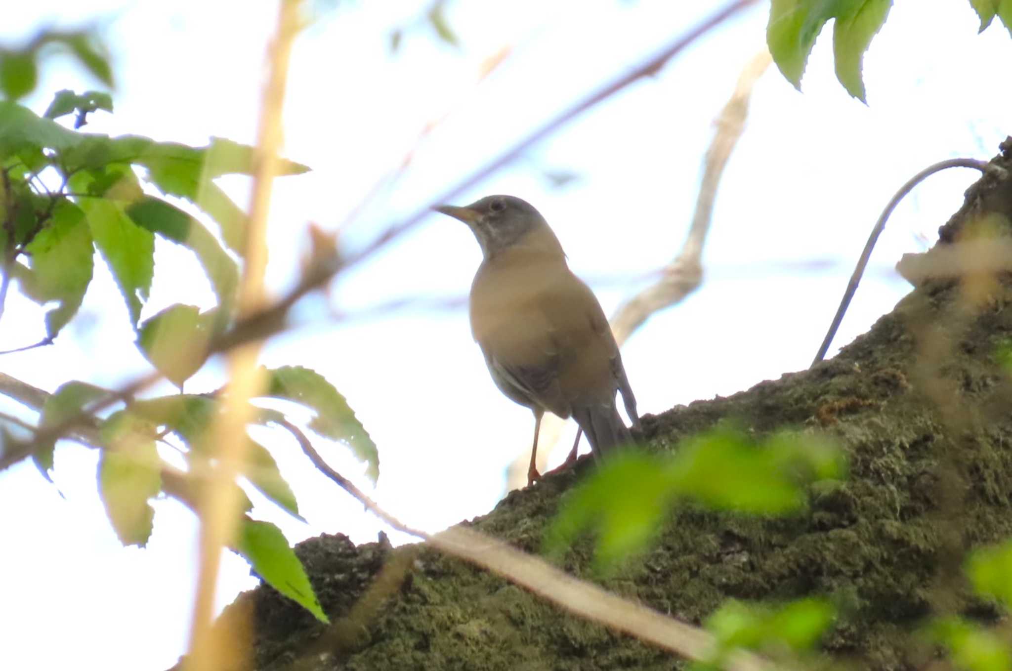 Pale Thrush