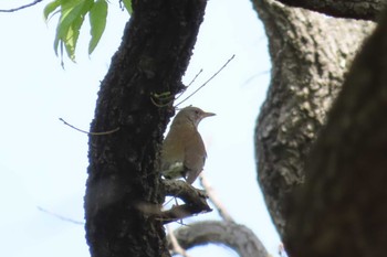 Pale Thrush Akigase Park Sat, 4/20/2024