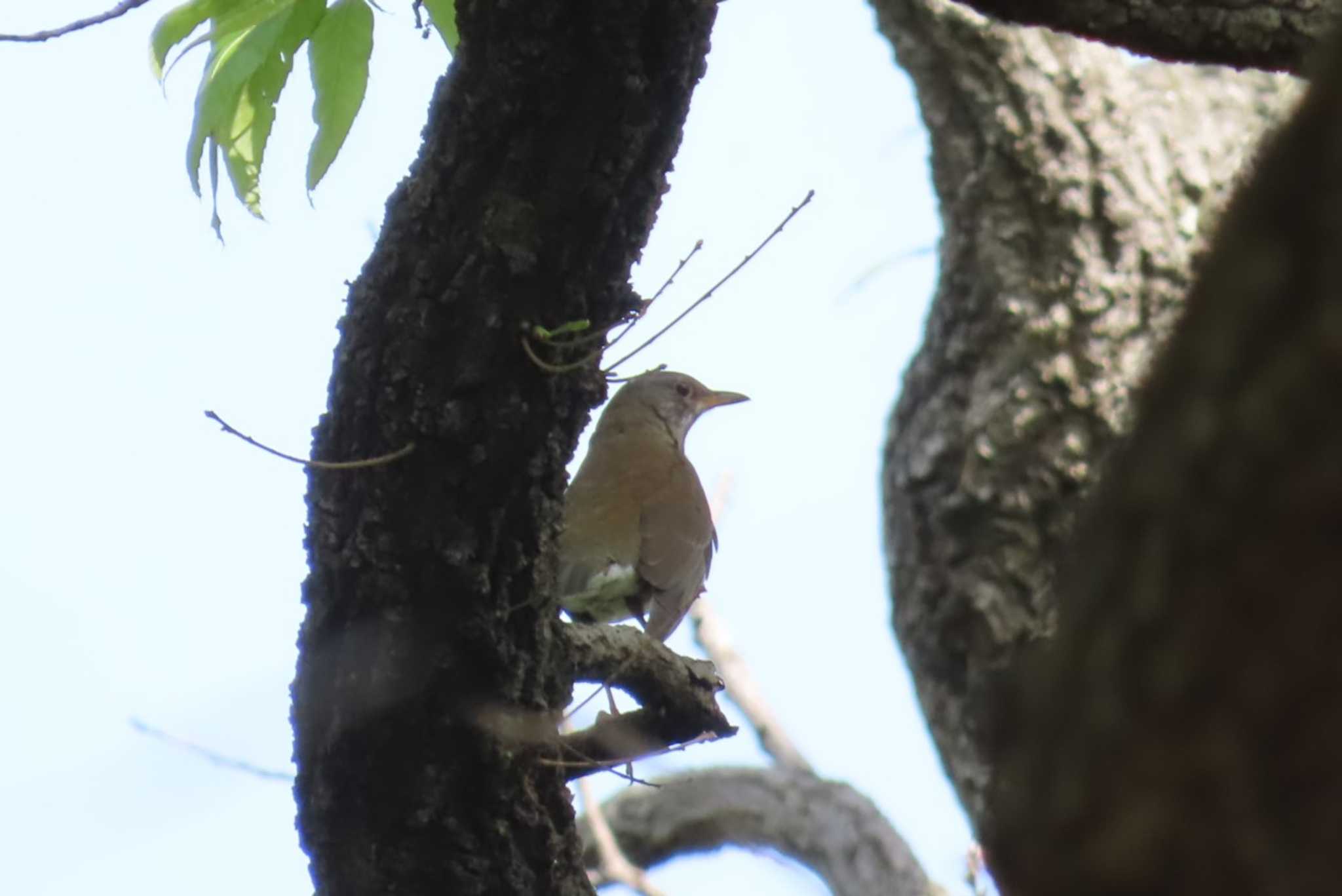 Pale Thrush