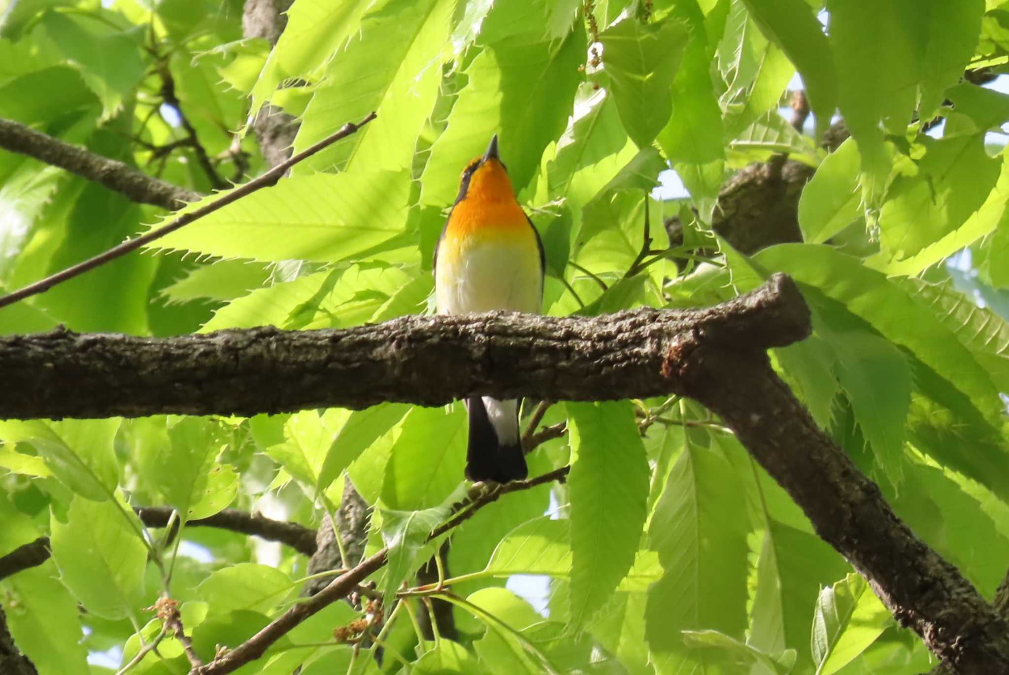 Narcissus Flycatcher