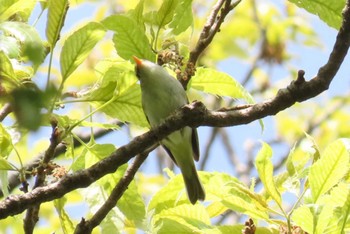 Eastern Crowned Warbler Akigase Park Sat, 4/20/2024