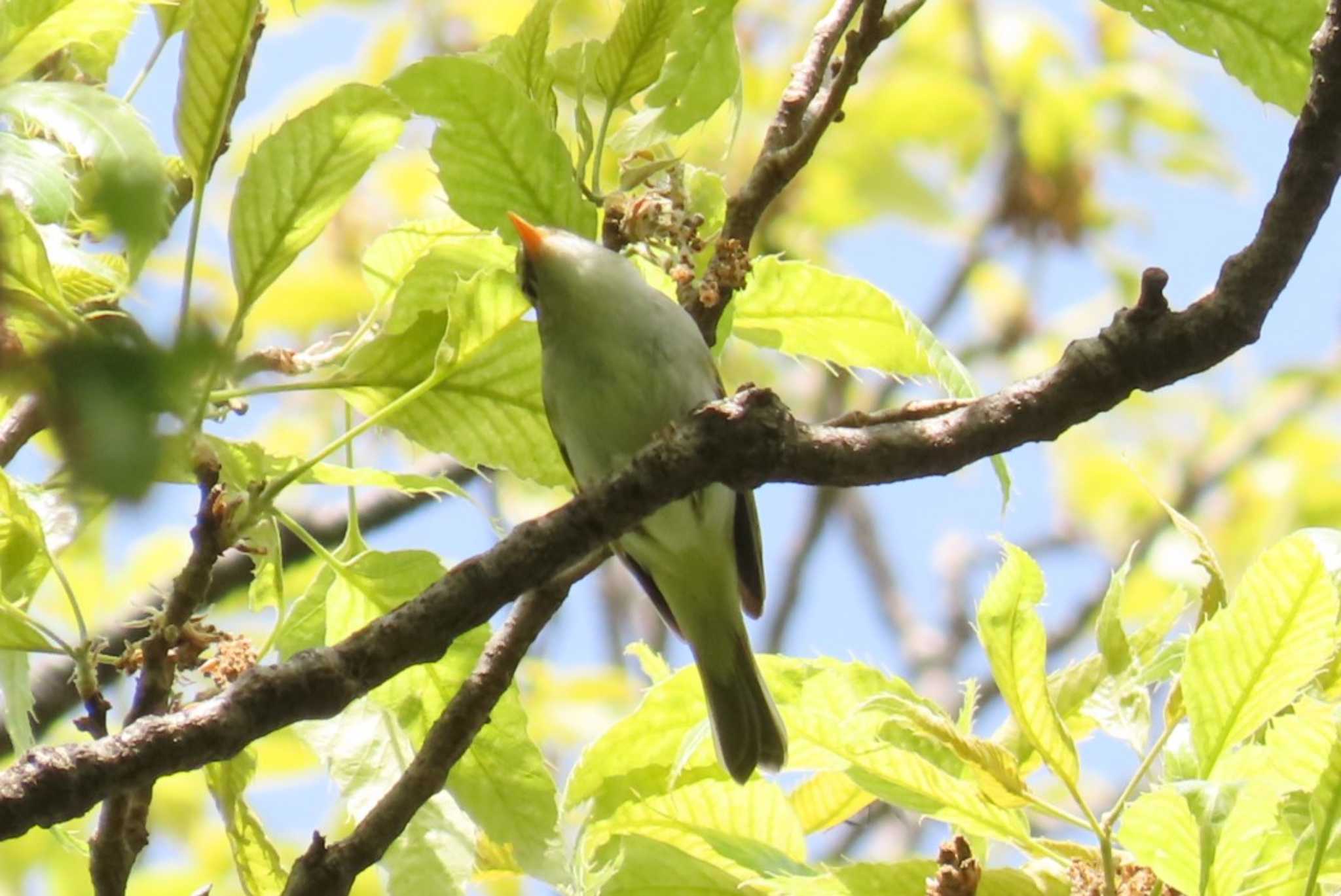 Eastern Crowned Warbler