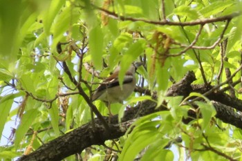 Hawfinch Akigase Park Sat, 4/20/2024