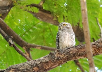 Spotted Owlet Wachirabenchathat Park(Suan Rot Fai) Wed, 4/17/2024