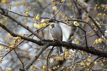 Yellow-throated Bunting Mine Park Sat, 12/22/2018