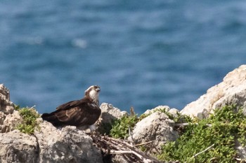 Osprey 青海島 Thu, 4/18/2024