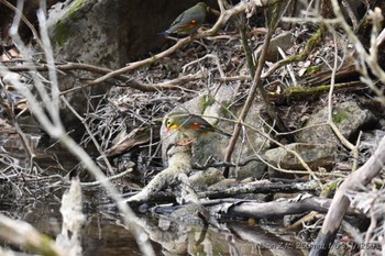 ソウシチョウ 八丁池(伊豆) 2024年4月20日(土)