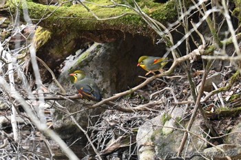 ソウシチョウ 八丁池(伊豆) 2024年4月20日(土)