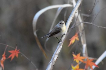 オジロビタキ 舞岡公園 2018年12月20日(木)