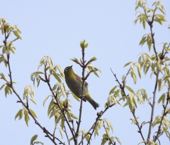 メジロ 三重県名張市東山ふれあいの森 2024年4月20日(土)