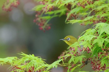 Warbling White-eye 愛知県 Wed, 4/17/2024