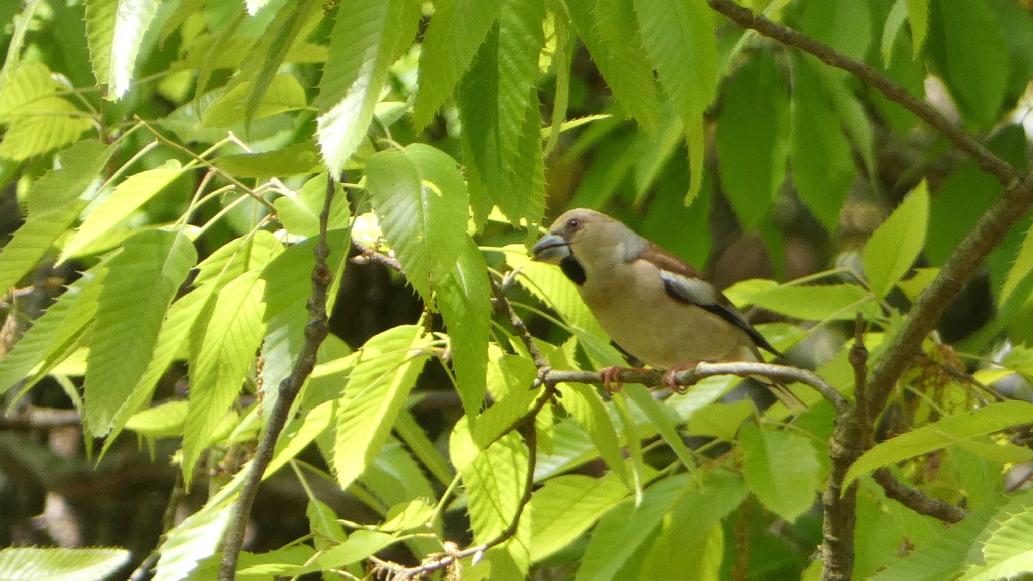 Hawfinch