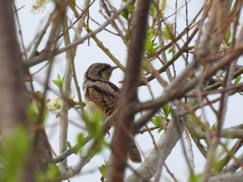 Eurasian Wryneck 茨戸川緑地公園 Sat, 4/20/2024