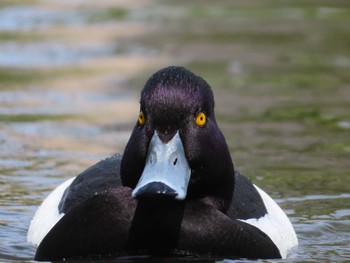 キンクロハジロ 大池親水公園 2024年4月20日(土)