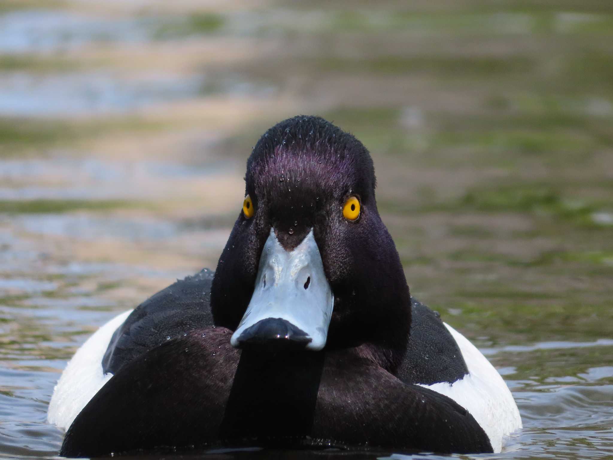 Photo of Tufted Duck at Oikeshinsui Park by kou