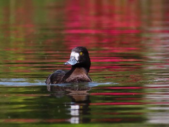 Tufted Duck Oikeshinsui Park Sat, 4/20/2024