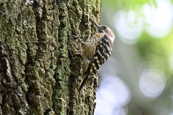 Japanese Pygmy Woodpecker Hikarigaoka Park Sat, 4/20/2024