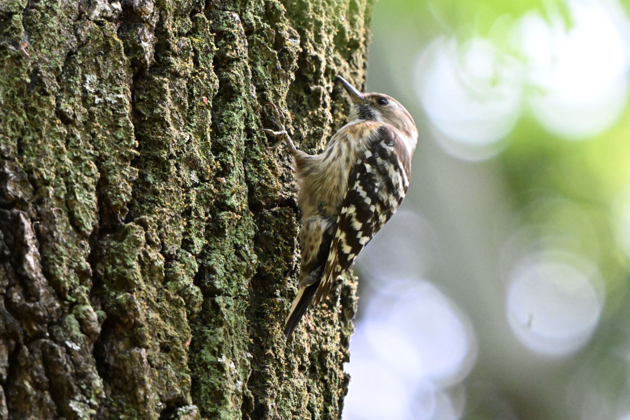 Photo of Japanese Pygmy Woodpecker at Hikarigaoka Park by Osprey