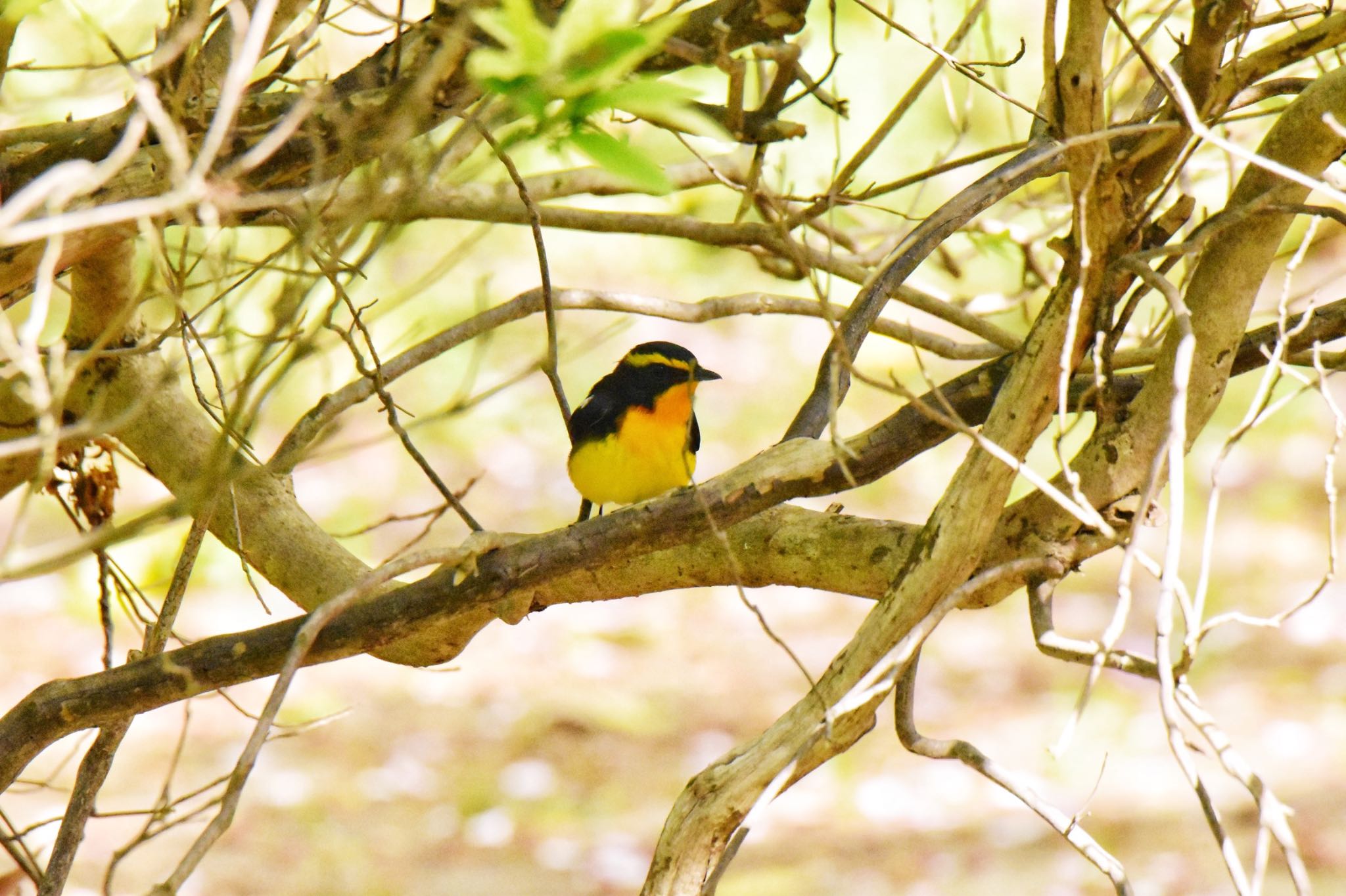 Photo of Narcissus Flycatcher at Akashi Park by ningenrimokon