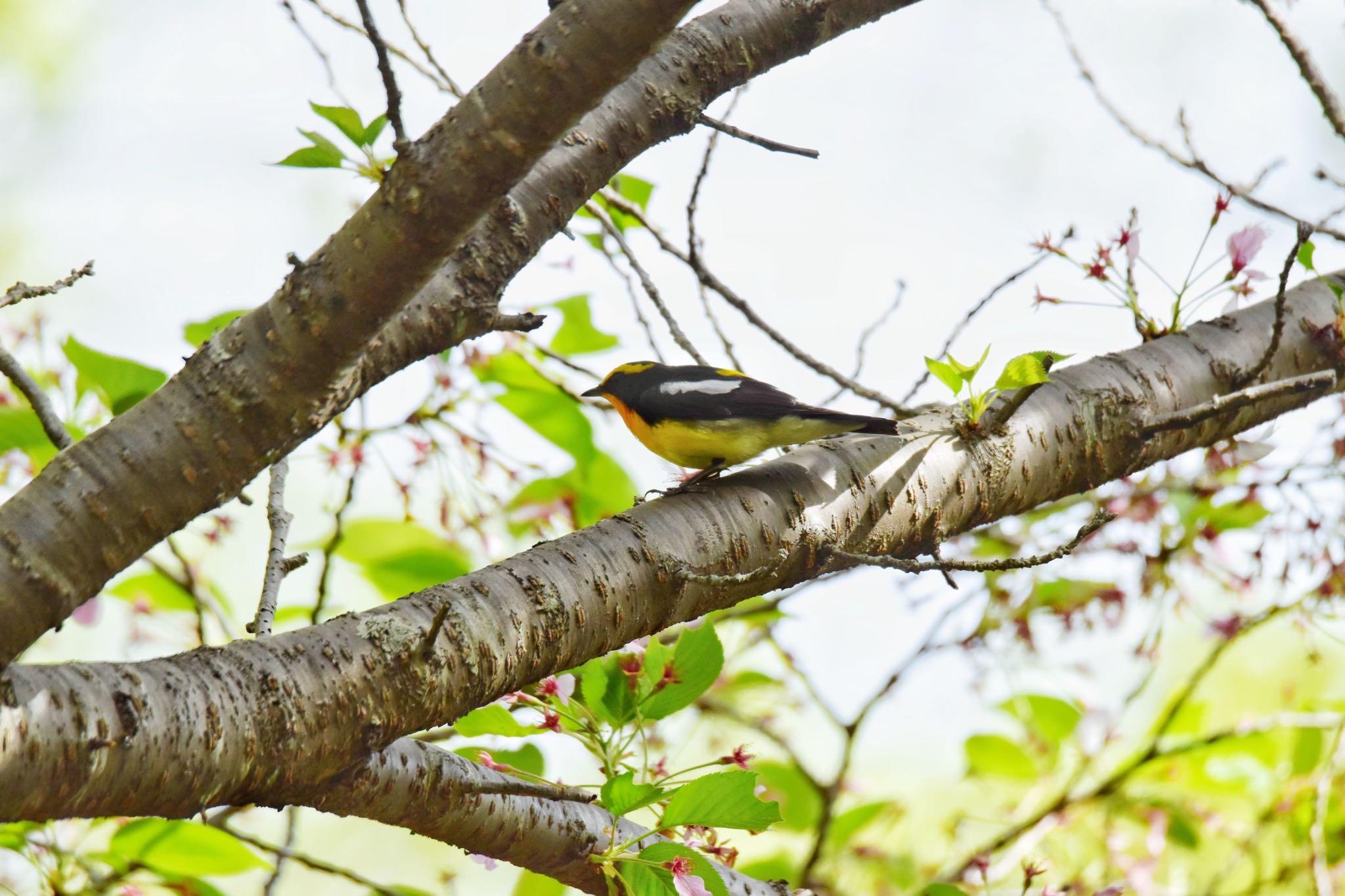 Photo of Narcissus Flycatcher at Akashi Park by ningenrimokon