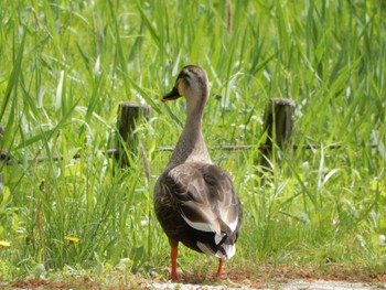 Eastern Spot-billed Duck 21世紀の森と広場(千葉県松戸市) Sat, 4/20/2024