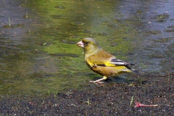 カワラヒワ ロクハ公園(滋賀県草津市) 2024年4月19日(金)