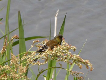 カワラヒワ 東京港野鳥公園 2024年4月20日(土)