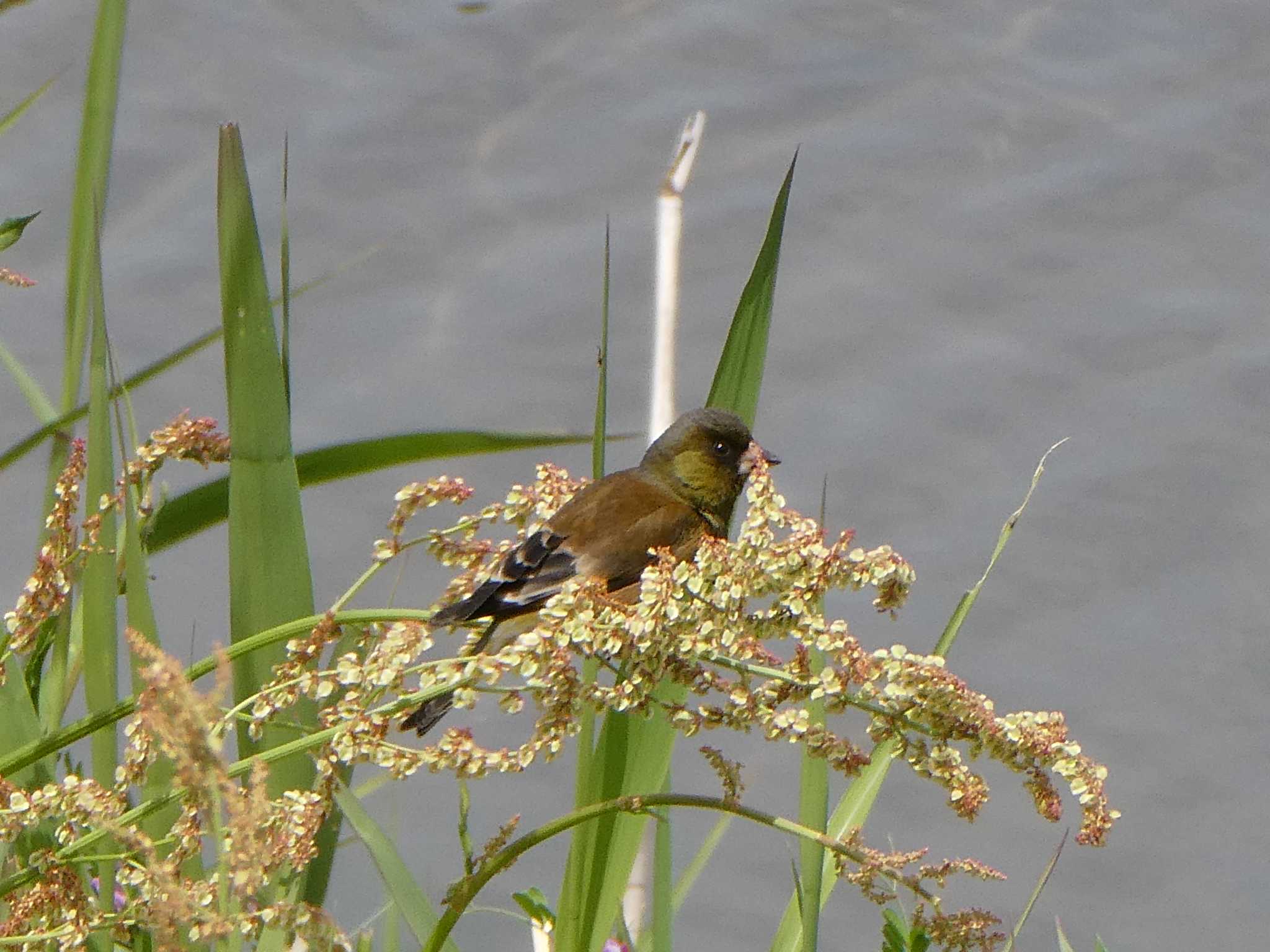 Photo of Grey-capped Greenfinch at Tokyo Port Wild Bird Park by ネジ